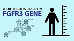 Your Height is Based on FGFR3 Gene